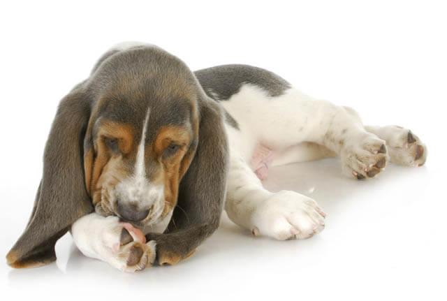 WHY DOG & PUPPY LICK CHEWING PAWS