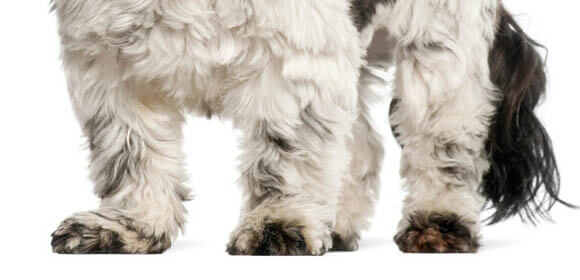 DOG PAW BY BREED