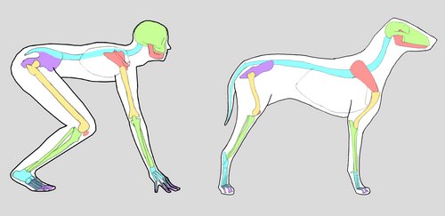 DOG AND HUMAN PAWS, HANDS, NAILS, CLAWS - IDENTIFICATION, DIFFERENCE