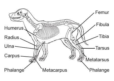 DOG PAW ANATOMY