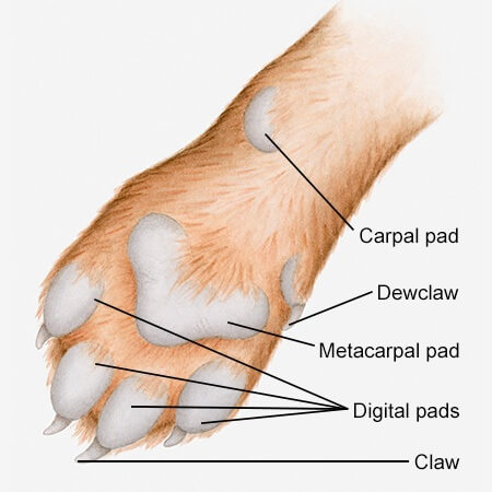 DOG PAW ANATOMY