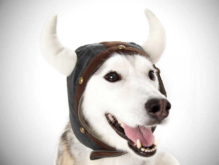 BUY ONLINE BEST DOG HAT, CAP, VISOR at WWW.ETSY.COM