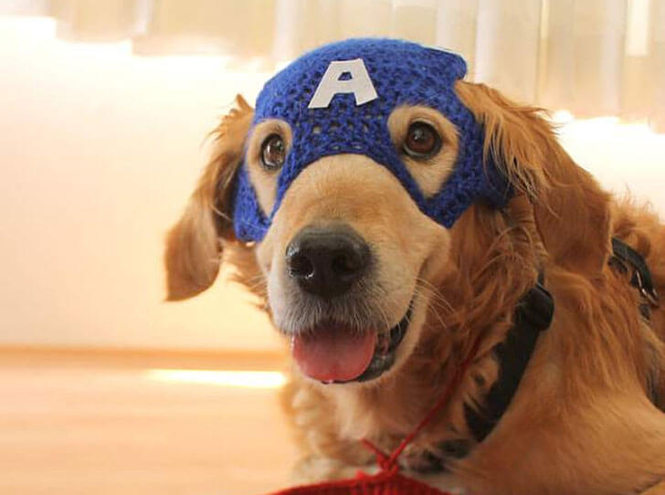 BUY ONLINE BEST DOG HAT, CAP, VISOR at WWW.ETSY.COM