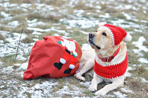 BUY ONLINE BEST DOG HAT, CAP, VISOR at WWW.ETSY.COM