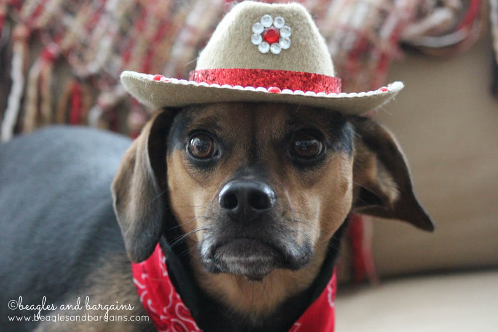 DOG HATS