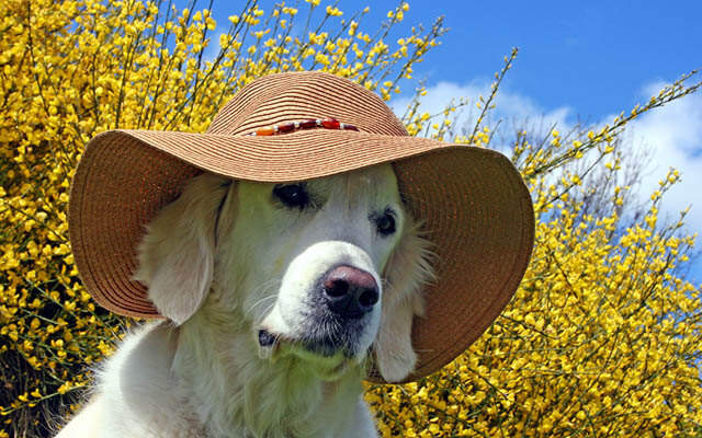 DOGS WEARING HATS - CALENDAR, MEME, IMAGES, WALLPAPER