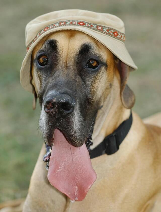 DOGS WEARING HATS - CALENDAR, MEME, IMAGES, WALLPAPER