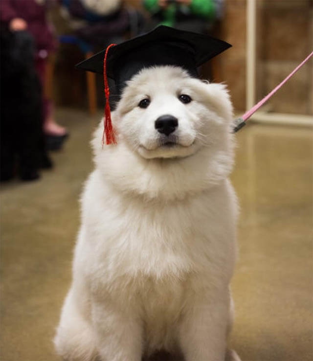 DOGS IN HATS - PHOTO, VIDEOS, CALENDAR, MEME, IMAGES, WALLPAPER