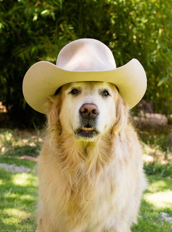 DOGS WEARING HATS - CALENDAR, MEME, IMAGES, WALLPAPER