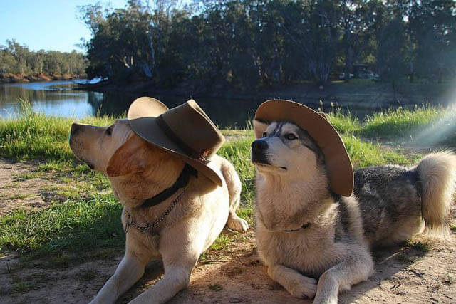 DOGS WEARING HATS - CALENDAR, MEME, IMAGES, WALLPAPER