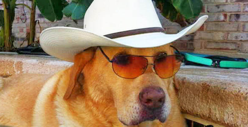 DOGS IN HATS - PHOTO, VIDEOS, CALENDAR, MEME, IMAGES, WALLPAPER