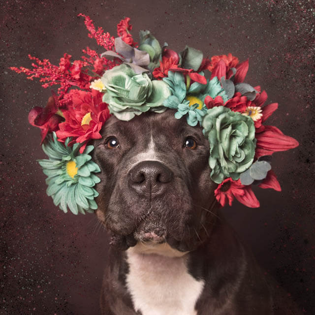 DOGS WEARING HATS - CALENDAR, MEME, IMAGES, WALLPAPER