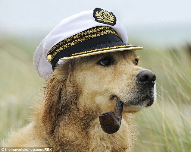 DOGS IN HATS - PHOTO, VIDEOS, CALENDAR, MEME, IMAGES, WALLPAPER