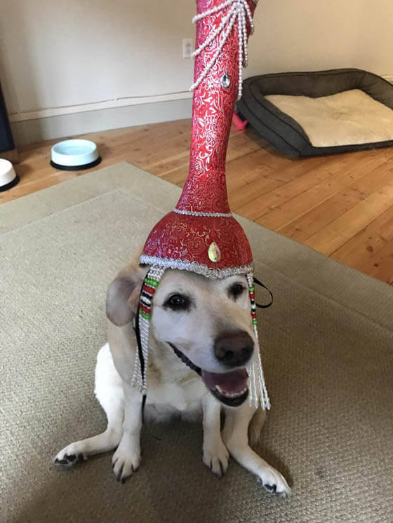 DOGS IN HATS - PHOTO, VIDEOS, CALENDAR, MEME, IMAGES, WALLPAPER