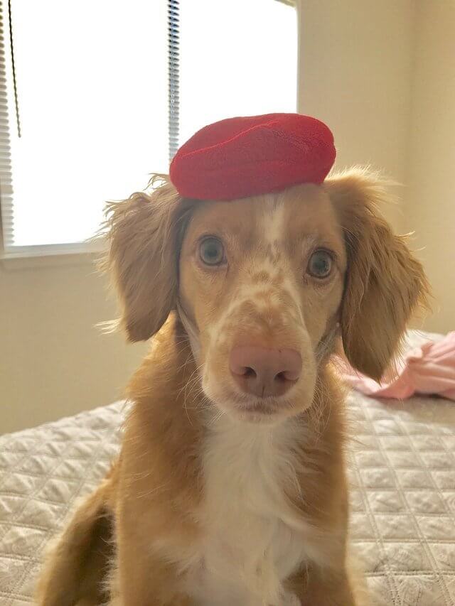 DOGS WEARING HATS - CALENDAR, MEME, IMAGES, WALLPAPER