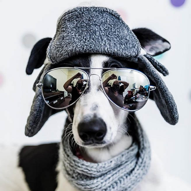 DOGS WEARING HATS - CALENDAR, MEME, IMAGES, WALLPAPER