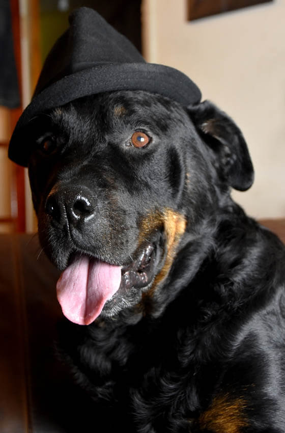 DOGS WEARING HATS - CALENDAR, MEME, IMAGES, WALLPAPER