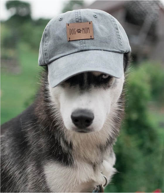 DOGS WEARING HATS - CALENDAR, MEME, IMAGES, WALLPAPER