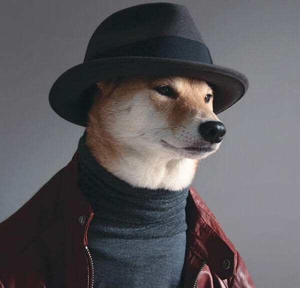 DOGS WEARING HATS - CALENDAR, MEME, IMAGES, WALLPAPER