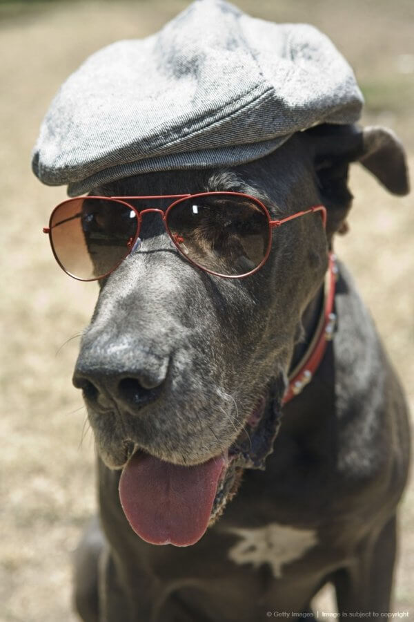 DOGS WEARING HATS - CALENDAR, MEME, IMAGES, WALLPAPER