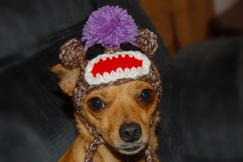 WHY DOGS ARE AFRAID OF HATS