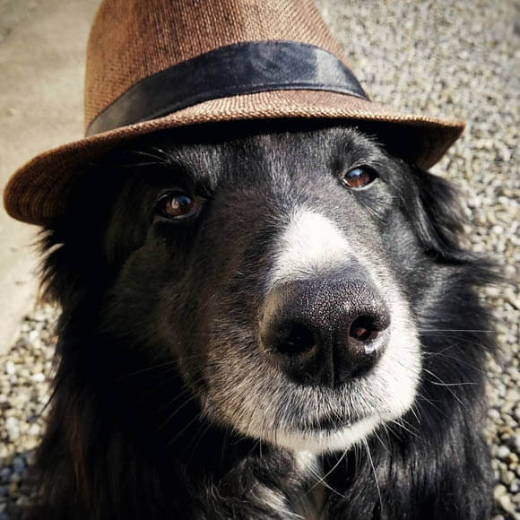 DOGS WEARING HATS - PHOTO, VIDEOS, CALENDAR, MEME, IMAGES, WALLPAPER, PICTURES