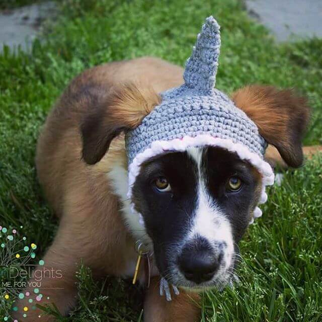 DOGS WEARING HATS - PHOTO, VIDEOS, CALENDAR, MEME, IMAGES, WALLPAPER, PICTURES