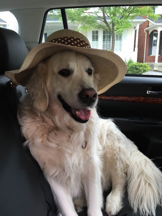 DOGS WEARING HATS - PHOTO, VIDEOS, CALENDAR, MEME, IMAGES, WALLPAPER, PICTURES