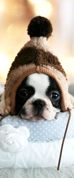 DOGS WEARING HATS - CALENDAR, MEME, IMAGES, WALLPAPER