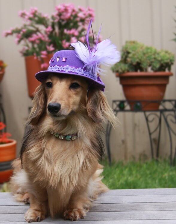 DOGS WEARING HATS - CALENDAR, MEME, IMAGES, WALLPAPER