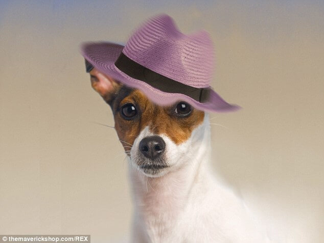 DOGS WEARING HATS - CALENDAR, MEME, IMAGES, WALLPAPER