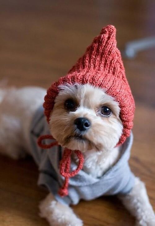 DOGS WEARING HATS - CALENDAR, MEME, IMAGES, WALLPAPER