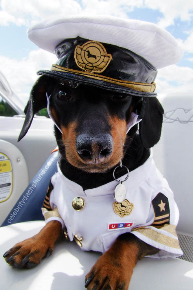 DOGS WEARING HATS - PHOTO, VIDEOS, CALENDAR, MEME, IMAGES, WALLPAPER, PICTURES