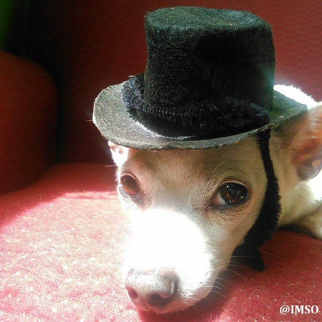 DOGS WEARING HATS - PHOTO, VIDEOS, CALENDAR, MEME, IMAGES, WALLPAPER, PICTURES