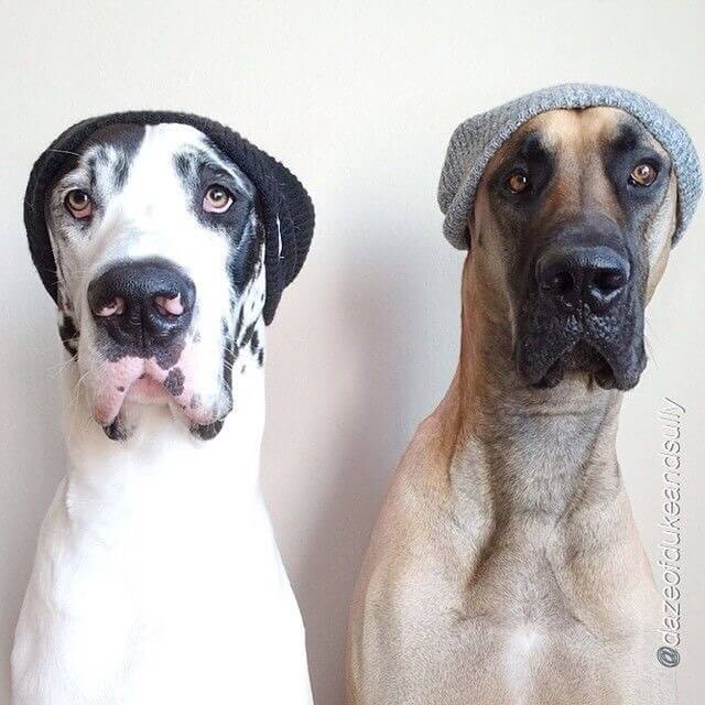 DOGS WEARING HATS - PHOTO, VIDEOS, CALENDAR, MEME, IMAGES, WALLPAPER, PICTURES