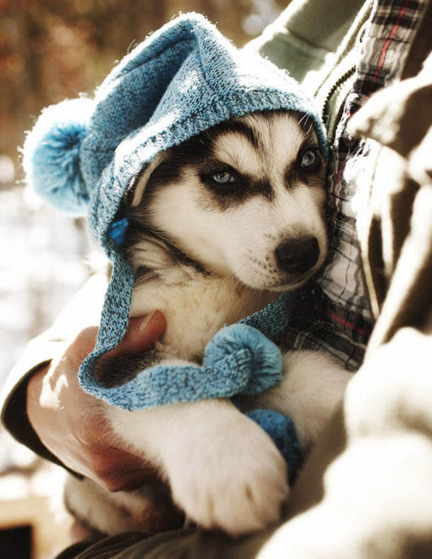 DOGS WEARING HATS - PHOTO, VIDEOS, CALENDAR, MEME, IMAGES, WALLPAPER, PICTURES