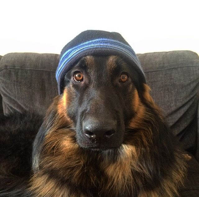 DOGS WEARING HATS - PHOTO, VIDEOS, CALENDAR, MEME, IMAGES, WALLPAPER, PICTURES