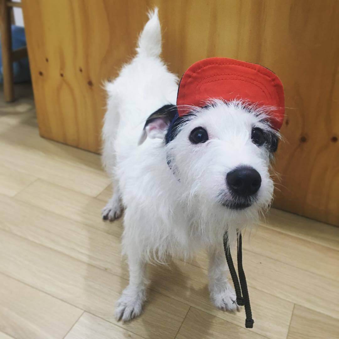 DOGS WEARING HATS - PHOTO, VIDEOS, CALENDAR, MEME, IMAGES, WALLPAPER, PICTURES