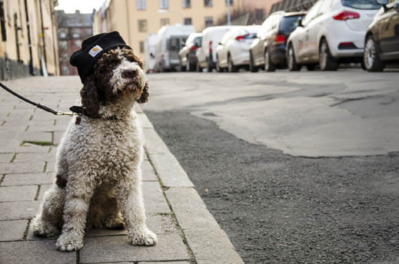 DOGS WEARING HATS - PHOTO, VIDEOS, CALENDAR, MEME, IMAGES, WALLPAPER, PICTURES