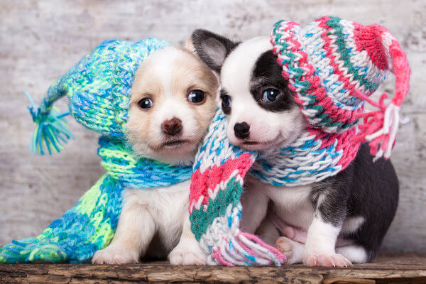 DOGS WEARING HATS - CALENDAR, MEME, IMAGES, WALLPAPER