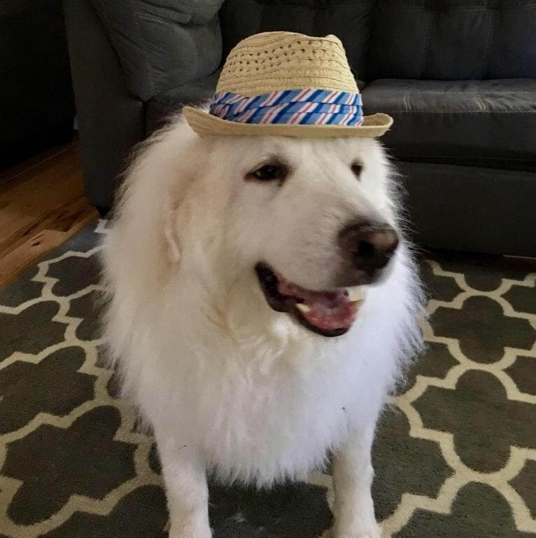 DOGS WEARING HATS - CALENDAR, MEME, IMAGES, WALLPAPER