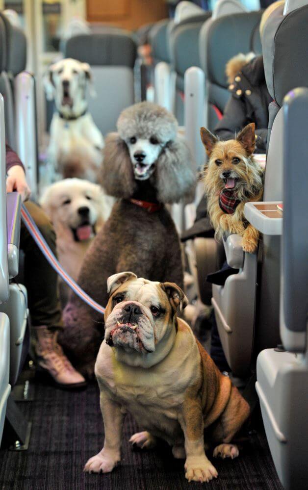 DOG TRAVEL TYPES & VARIATIONS