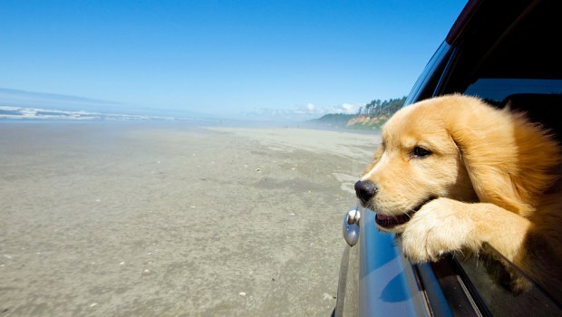 TRAVELING WITH YOUR DOG