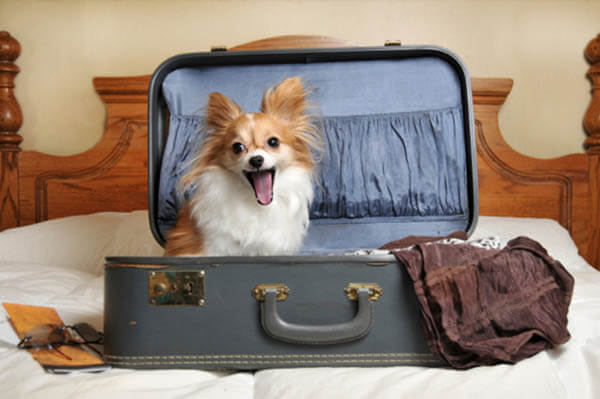 BEST PET TRAVELING SITES