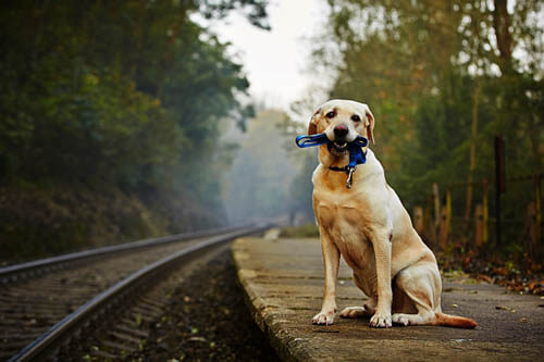 RAILWAY DOG JOURNEY, TRIP