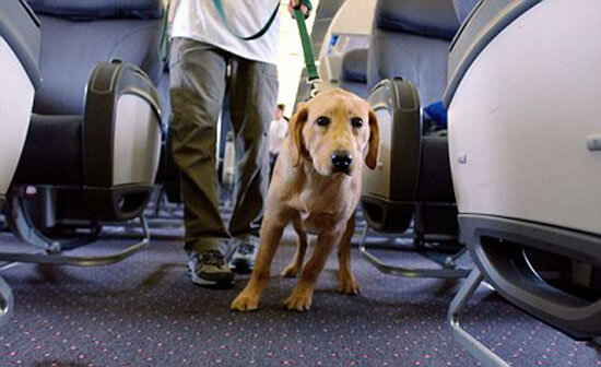 DOG TRAVEL OR MOVE ABROAD