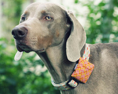 DIY HOMEMADE DOG & PUPPY TRAVEL ACCESSORIES