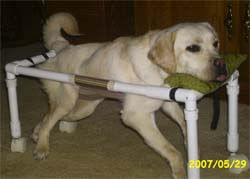 DIY HOMEMADE HOW TO MAKE GUIDE DOG WHEELCHAIR FOR PARALYSED & DISABLED DOGS