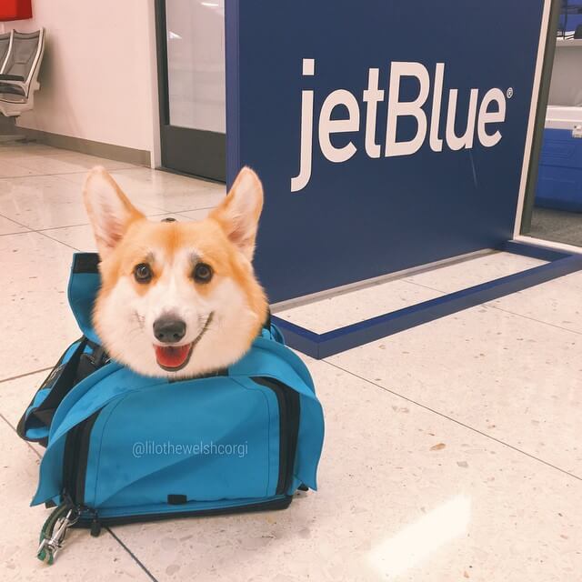 TRAVELING DOG BY TRAIN