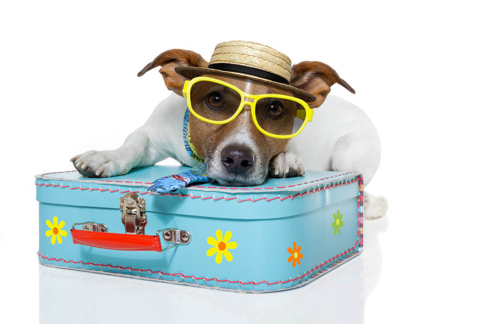 DOG TRAVEL TYPES & VARIATIONS